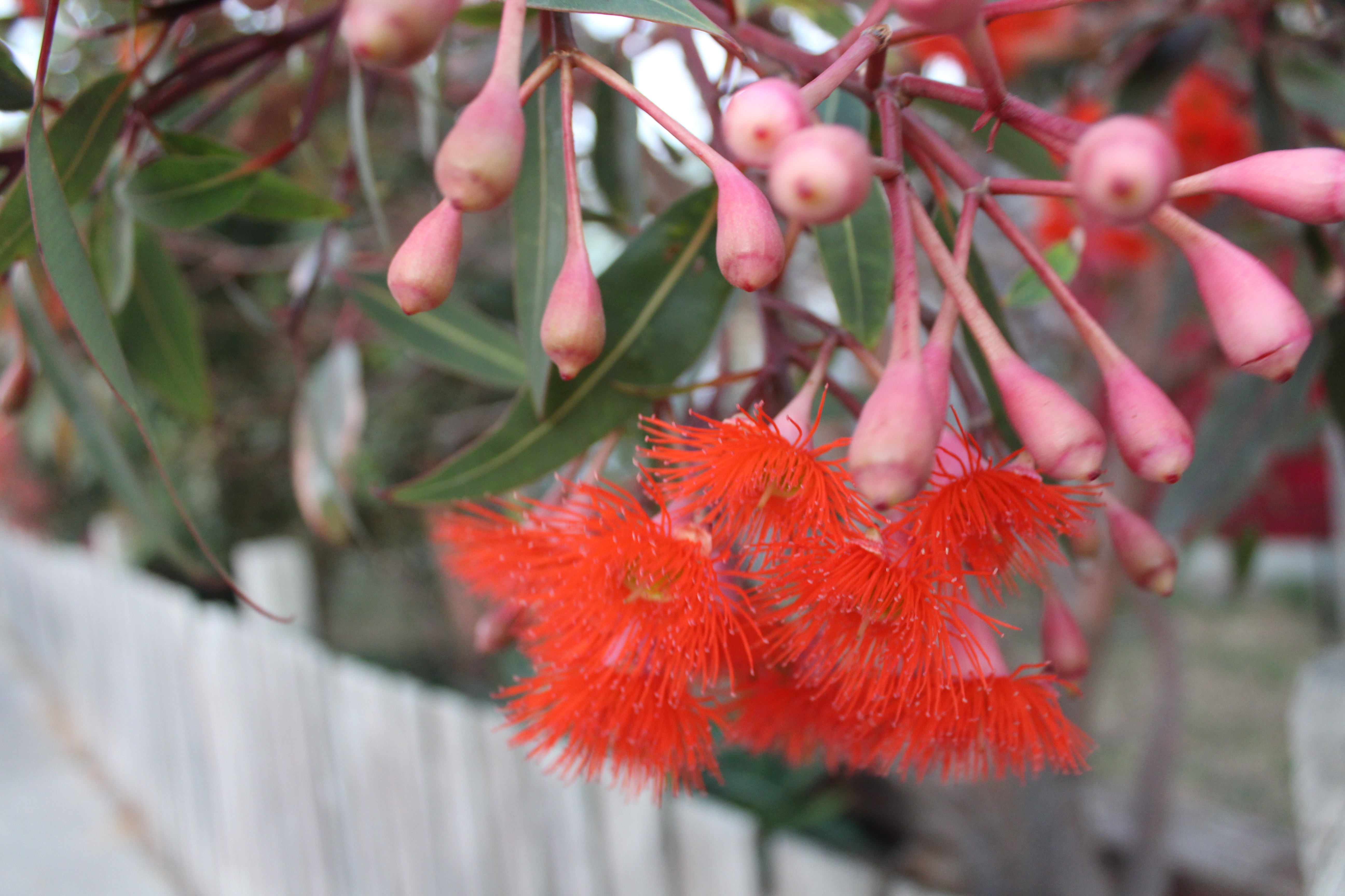 euc.-ficifolia-tas-2018-20-.jpg