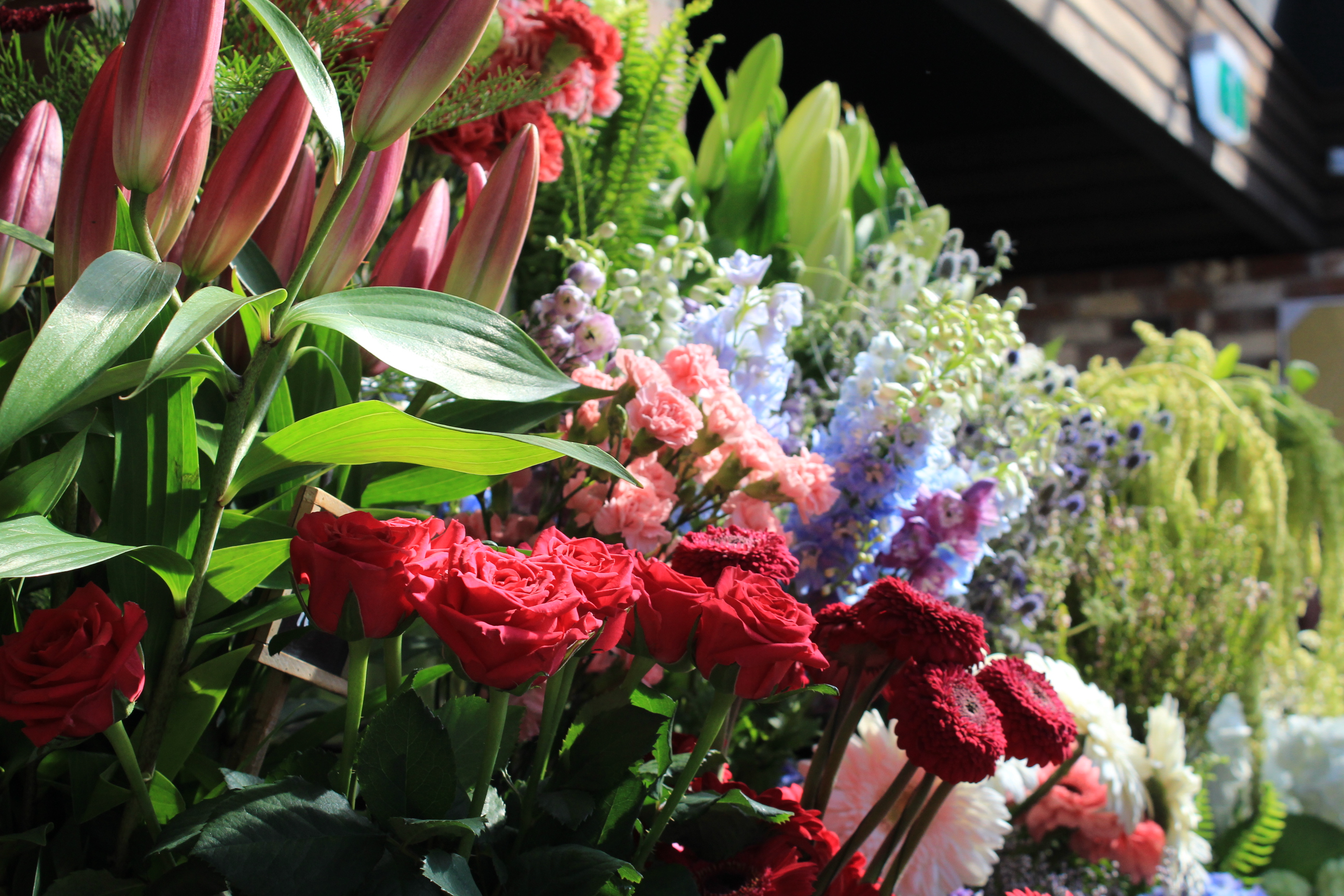 What to plant February Harmony Garden Centre